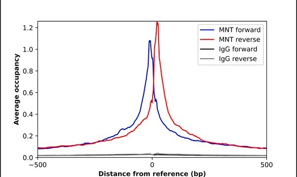 Anti-MNT antibody produced in rabbit Prestige Antibodies&#174; Powered by Atlas Antibodies, affinity isolated antibody