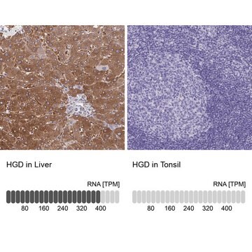 Anti-HGD antibody produced in rabbit Prestige Antibodies&#174; Powered by Atlas Antibodies, affinity isolated antibody, buffered aqueous glycerol solution