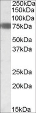 Anti-EBF1 antibody produced in goat affinity isolated antibody, buffered aqueous solution