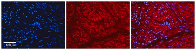 Anti-AHR (AB1) antibody produced in rabbit IgG fraction of antiserum