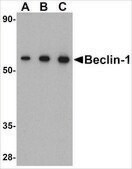Anti-Beclin-1 antibody produced in rabbit affinity isolated antibody, buffered aqueous solution