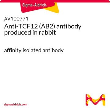 Anti-TCF12 (AB2) antibody produced in rabbit affinity isolated antibody