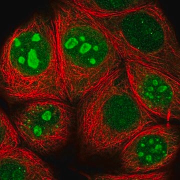 Anti-TMA7 antibody produced in rabbit Prestige Antibodies&#174; Powered by Atlas Antibodies, affinity isolated antibody, buffered aqueous glycerol solution