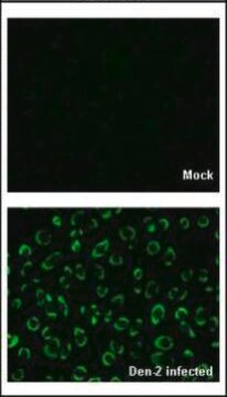 Anti-NS1 antibody produced in rabbit affinity isolated antibody, buffered aqueous solution