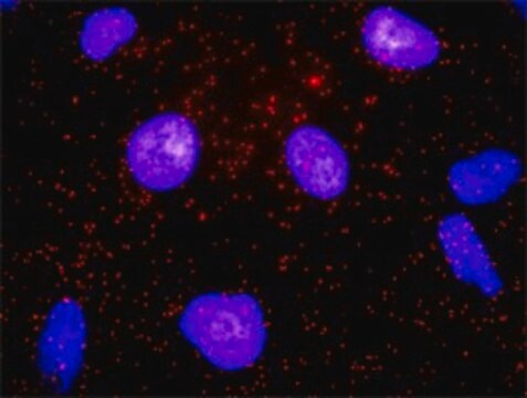 Monoclonal Anti-CD82 antibody produced in mouse clone 4F2, purified immunoglobulin, buffered aqueous solution