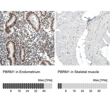 Monoclonal Anti-PBRM1 antibody produced in mouse Prestige Antibodies&#174; Powered by Atlas Antibodies, clone CL0331, purified immunoglobulin, buffered aqueous glycerol solution