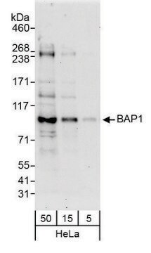 Rabbit anti-BAP1 Antibody, Affinity Purified Powered by Bethyl Laboratories, Inc.