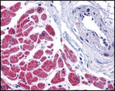 Anti-CASPASE-12 (ab1) antibody produced in rabbit affinity isolated antibody, buffered aqueous solution