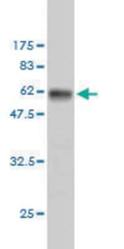 Monoclonal Anti-RPS6 antibody produced in mouse clone 3H1-F2, purified immunoglobulin, buffered aqueous solution