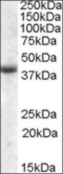 Anti-APOL6 antibody produced in goat affinity isolated antibody, buffered aqueous solution