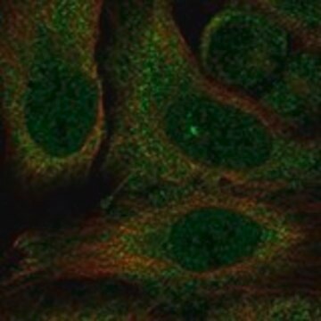 Anti-KCNH5 antibody produced in rabbit Prestige Antibodies&#174; Powered by Atlas Antibodies, affinity isolated antibody, buffered aqueous glycerol solution