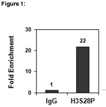 ChIPAb+ Phospho-Histone H3 (Ser28) Antibody from rabbit, purified by affinity chromatography