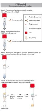 Protein&#160;G Immunoprecipitation Kit sufficient for 50&#160;assays