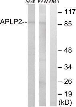 Anti-APLP2 antibody produced in rabbit affinity isolated antibody