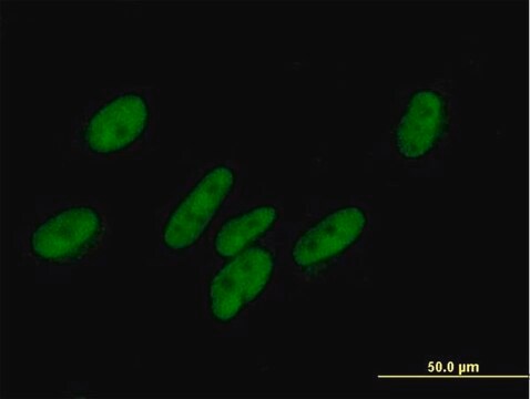 Anti-ZNF777 antibody produced in mouse purified immunoglobulin, buffered aqueous solution