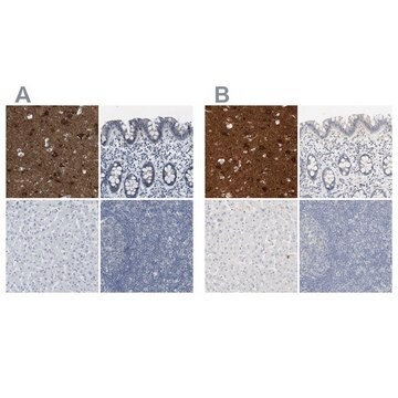 Anti-RTN3 antibody produced in rabbit Prestige Antibodies&#174; Powered by Atlas Antibodies, affinity isolated antibody, buffered aqueous glycerol solution