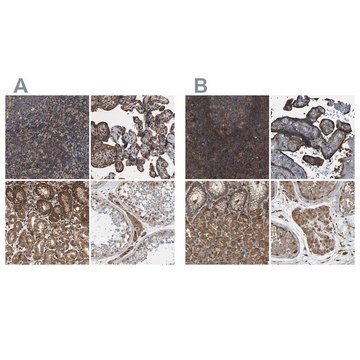 Anti-SAMD9L antibody produced in rabbit Prestige Antibodies&#174; Powered by Atlas Antibodies, affinity isolated antibody, buffered aqueous glycerol solution, Ab1