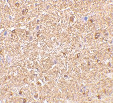 Anti-NOGOA (ab1) antibody produced in rabbit affinity isolated antibody, buffered aqueous solution