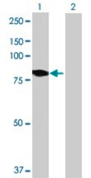 Anti-DMPK antibody produced in mouse purified immunoglobulin, buffered aqueous solution