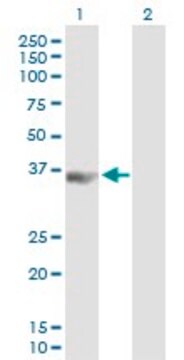 Anti-PCBP3 antibody produced in mouse purified immunoglobulin, buffered aqueous solution