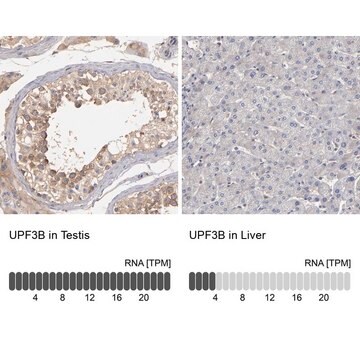 Anti-UPF3B antibody produced in rabbit Ab2, Prestige Antibodies&#174; Powered by Atlas Antibodies, affinity isolated antibody, buffered aqueous glycerol solution