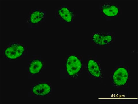 Monoclonal Anti-HES2 antibody produced in mouse clone 4H6, purified immunoglobulin, buffered aqueous solution