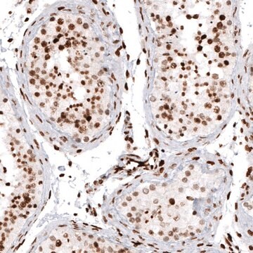 Monoclonal Anti-HIST1H2AG antibody produced in mouse Prestige Antibodies&#174; Powered by Atlas Antibodies, clone CL5039, purified immunoglobulin, buffered aqueous glycerol solution