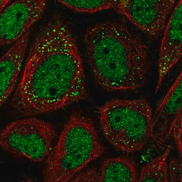 Anti-PNPLA2 antibody produced in rabbit Prestige Antibodies&#174; Powered by Atlas Antibodies, affinity isolated antibody