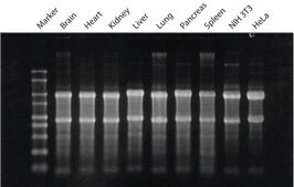 GenElute&#8482; Mammalian Total RNA Miniprep Kit sufficient for 350&#160;purifications
