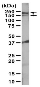 Anti-Intersectin-1 Antibody serum, from rabbit