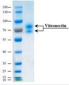 Vitronectin human recombinant, expressed in HEK 293 cells, &#8805;95% (SDS-PAGE), &#8805;95% (HPLC), suitable for cell culture