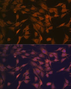 Anti-CENPC Antibody, clone 5E3K5, Rabbit Monoclonal