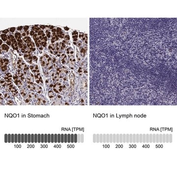 Anti-NQO1 antibody produced in rabbit Prestige Antibodies&#174; Powered by Atlas Antibodies, affinity isolated antibody, buffered aqueous glycerol solution