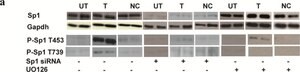 Anti-Sp1 Antibody Upstate&#174;, from rabbit