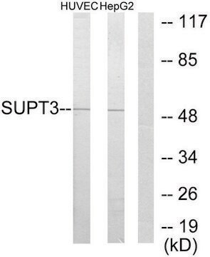 Anti-SUPT3H antibody produced in rabbit affinity isolated antibody