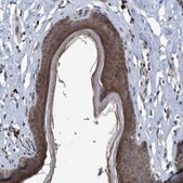 Anti-NISCH antibody produced in rabbit Prestige Antibodies&#174; Powered by Atlas Antibodies, affinity isolated antibody, buffered aqueous glycerol solution