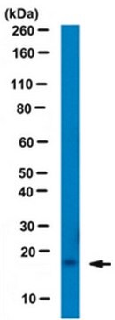 Anti-SDF-1 Antibody, clone K15C, Azide free clone K15C, from mouse