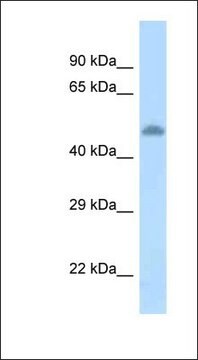 Anti-TAT antibody produced in rabbit affinity isolated antibody