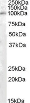 Anti-PAM/PAL antibody produced in goat affinity isolated antibody, buffered aqueous solution