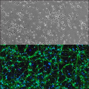 Rat Midbrain Neurons: RMbN