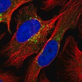 Anti-COPG1 antibody produced in rabbit Prestige Antibodies&#174; Powered by Atlas Antibodies, affinity isolated antibody