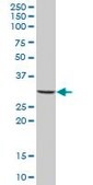 Anti-MS4A4A antibody produced in mouse IgG fraction of antiserum, buffered aqueous solution
