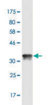 Monoclonal Anti-CGB, (C-terminal) antibody produced in mouse clone 3B4, purified immunoglobulin, buffered aqueous solution