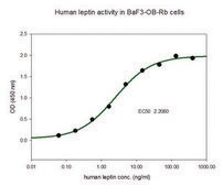 Leptin human &#8805;97% (SDS-PAGE), recombinant, expressed in E. coli, lyophilized powder