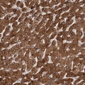 Anti-SIGMAR1 antibody produced in rabbit Prestige Antibodies&#174; Powered by Atlas Antibodies, affinity isolated antibody, buffered aqueous glycerol solution