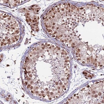 Anti-CLK3 antibody produced in rabbit Prestige Antibodies&#174; Powered by Atlas Antibodies, affinity isolated antibody, buffered aqueous glycerol solution