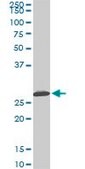 Monoclonal Anti-MTAP antibody produced in mouse clone 2G4, purified immunoglobulin, buffered aqueous solution