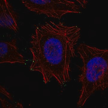 Monoclonal Anti-MYO10 antibody produced in mouse Prestige Antibodies&#174; Powered by Atlas Antibodies, clone CL8994, purified immunoglobulin, buffered aqueous glycerol solution