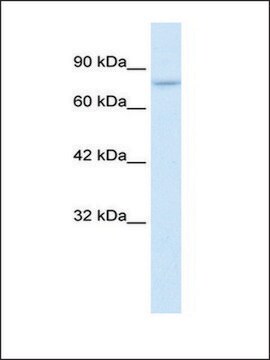 Anti-PIAS2 (AB2) antibody produced in rabbit IgG fraction of antiserum