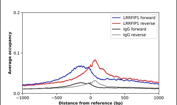 Anti-LRRFIP1 antibody produced in rabbit Prestige Antibodies&#174; Powered by Atlas Antibodies, affinity isolated antibody, buffered aqueous glycerol solution